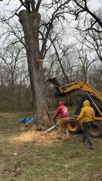 Crew cutting down a large tree with a chainsaw and skid steer