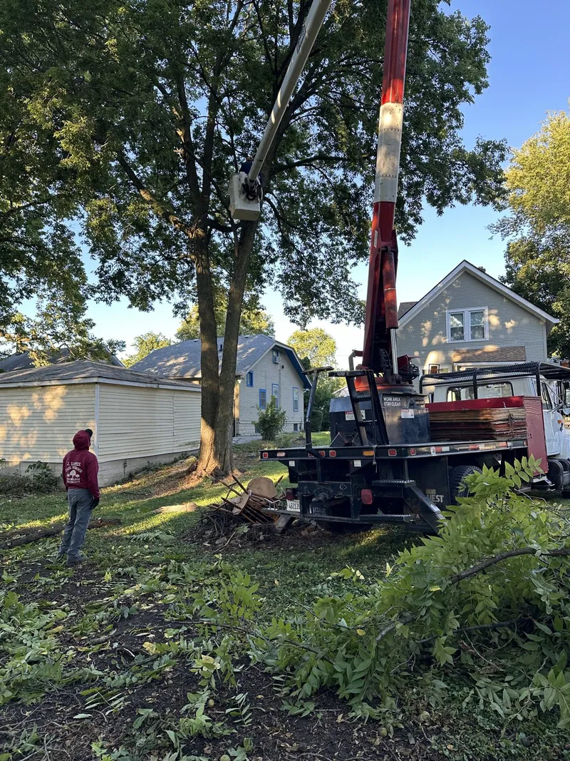 Bucket truck lifting a crew member to trim a tall tree