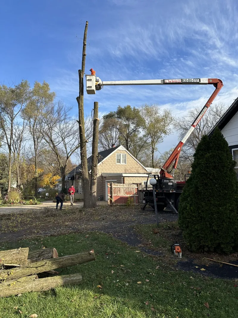 Bucket truck lifting a crew member to trim a tall tree beside a home