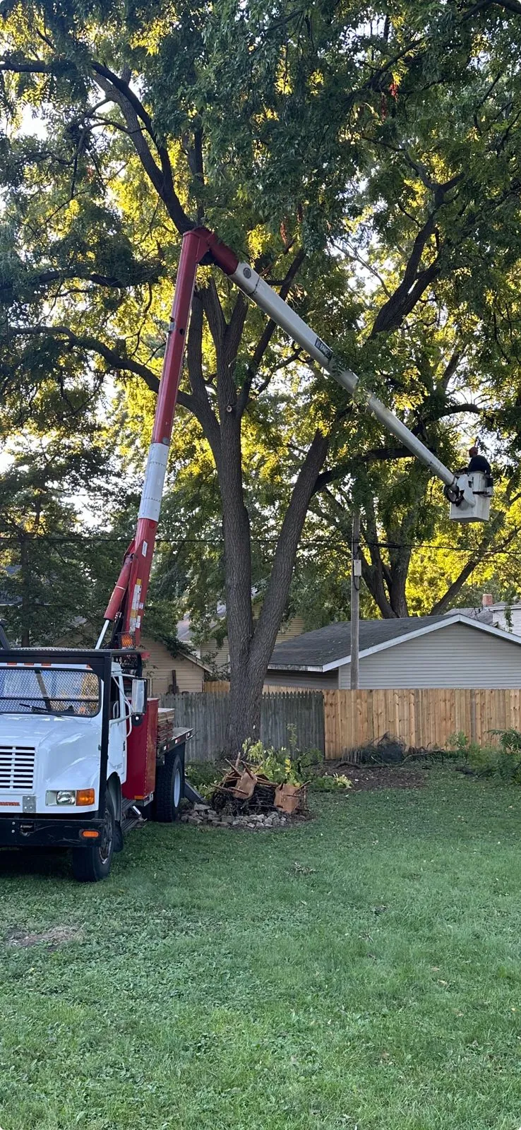 Crane truck removing a large tree from a backyard