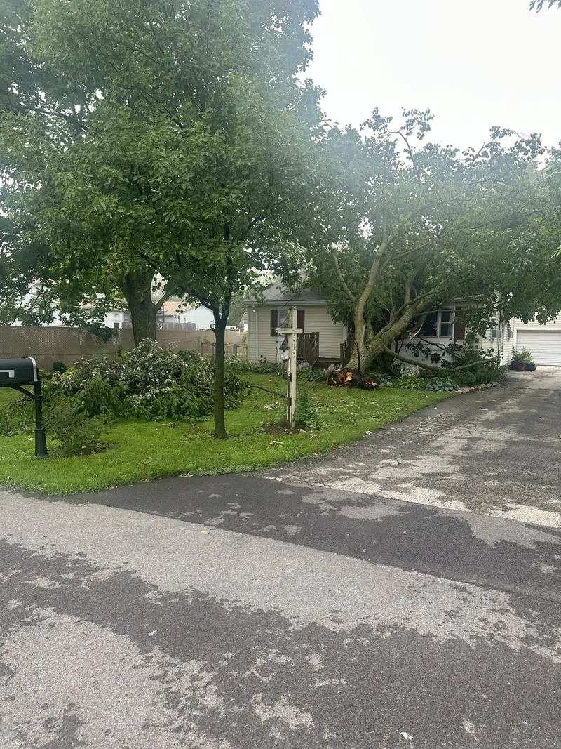 Large fallen tree on a residential street after a storm