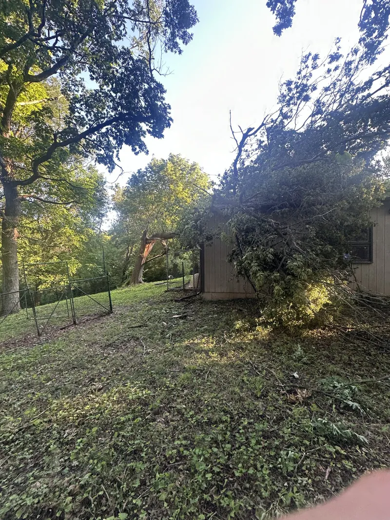 Fallen tree limbs and debris ready for cleanup in a yard
